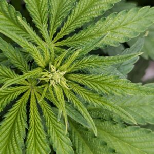 God’s Gift - Flowering Week - 5