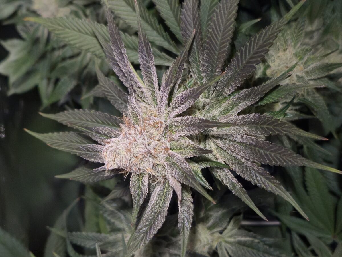 bbs-grow-diaries/week-535195-diary-521013-user-43815-692718728de32