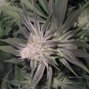 Shiskaberry Cookies - Flowering Week - 11