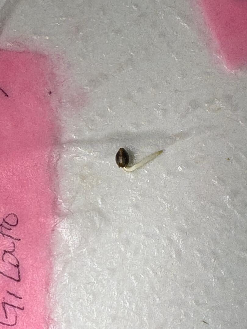 bbs-grow-diaries/week-535806-diary-535715-user-39895-69296c8bb3f3a