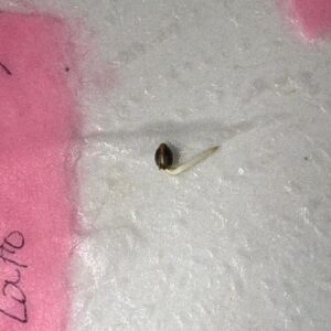 9 Pound Hammer - Germination Week - 0