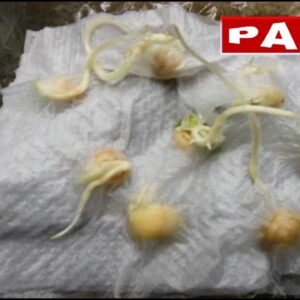 Fat Bastard - Germination Week - 0