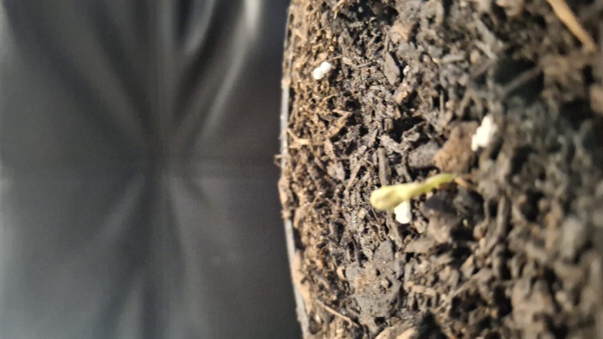 bbs-grow-diaries/week-536711-diary-536709-user-8697-692e18f26072a