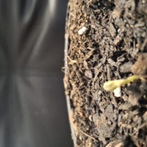 Fat Bastard - Germination Week - 0