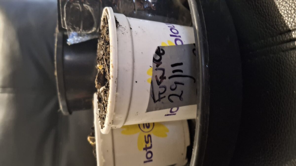 bbs-grow-diaries/week-536714-diary-536713-user-8697-692e1c9ae40e5