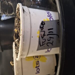 Germination Week - 0 - Future #1 - 1