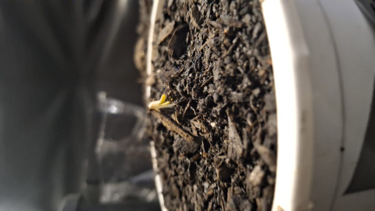 bbs-grow-diaries/week-536714-diary-536713-user-8697-692e1c9cf4052