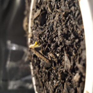 Future #1 - Germination Week - 0