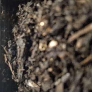 bbs-grow-diaries/week-536716-diary-536715-user-8697-692e1dcad867a