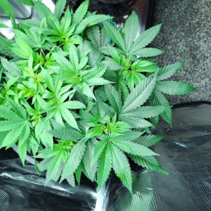 Fat Bastard - Vegetation Week - 9