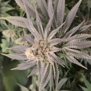 Flowering Week - 12 - Shiskaberry Cookies - 1