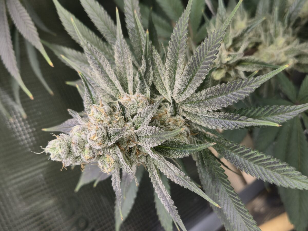 bbs-grow-diaries/week-537721-diary-521013-user-43815-6936e92861983