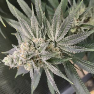 Shiskaberry Cookies - Flowering Week - 12