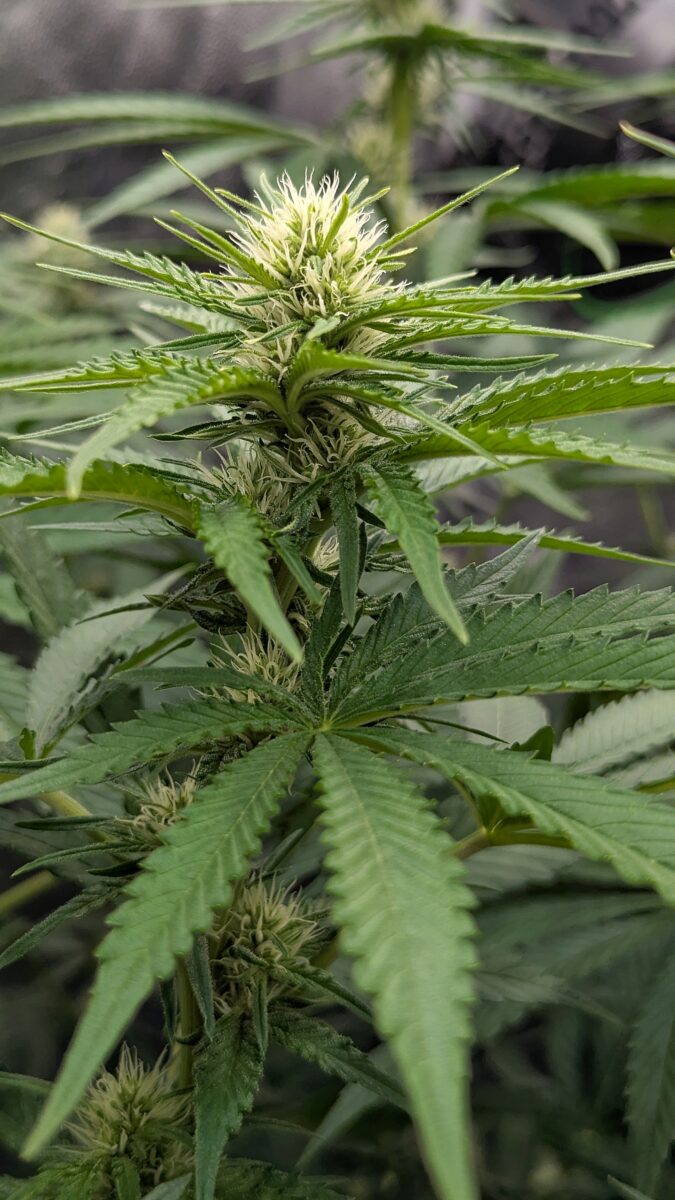 bbs-grow-diaries/week-537768-diary-528437-user-38149-6932208ddb0b3