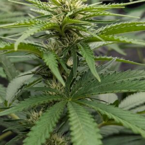 Flowering Week - 6 - God’s Gift - 2