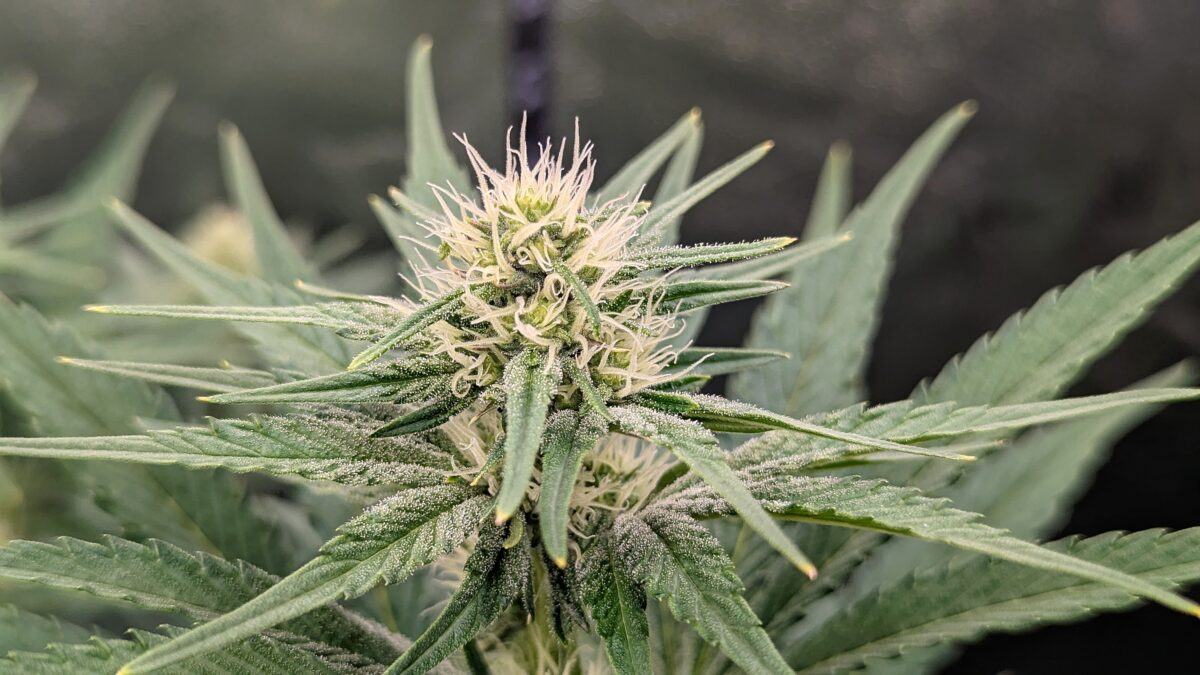 bbs-grow-diaries/week-537768-diary-528437-user-38149-6932208fc030c