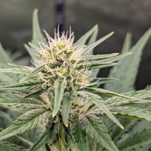 Flowering Week - 6 - God’s Gift - 3