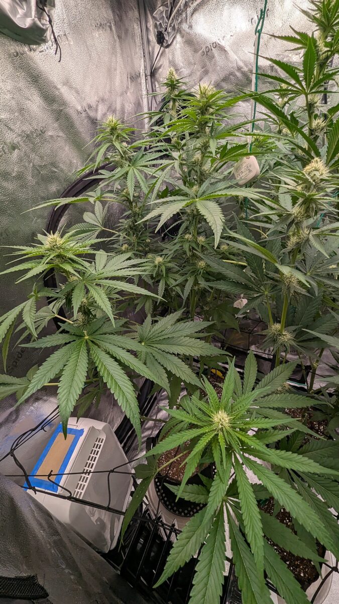 bbs-grow-diaries/week-537768-diary-528437-user-38149-69322091bdec5