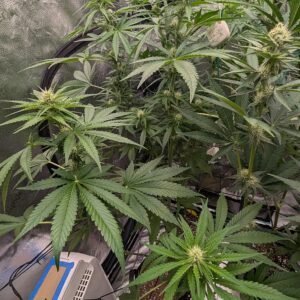 Flowering Week - 6 - God’s Gift - 4