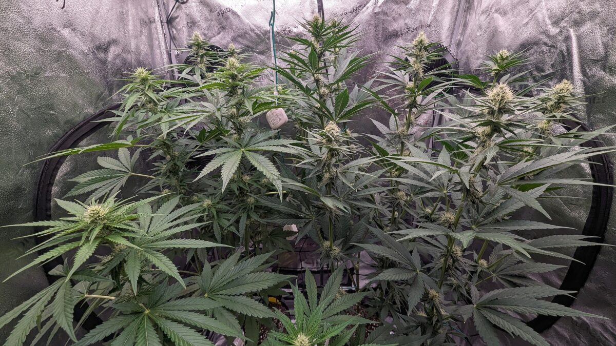 bbs-grow-diaries/week-537768-diary-528437-user-38149-69322093d45d9