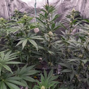 Flowering Week - 6 - God’s Gift - 5