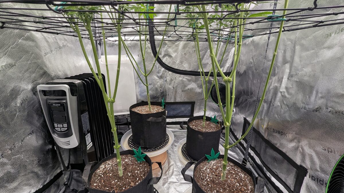 bbs-grow-diaries/week-537768-diary-528437-user-38149-6932209627aa0