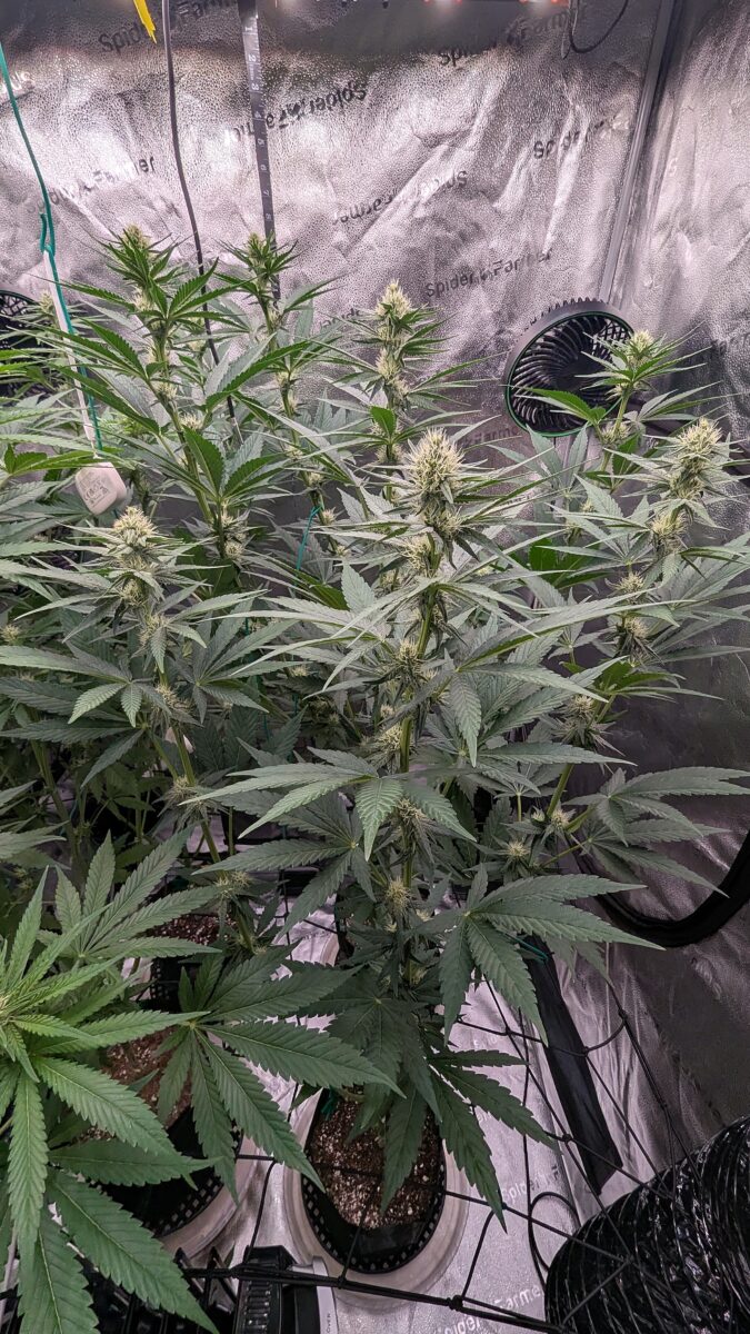 bbs-grow-diaries/week-537768-diary-528437-user-38149-6932209852348