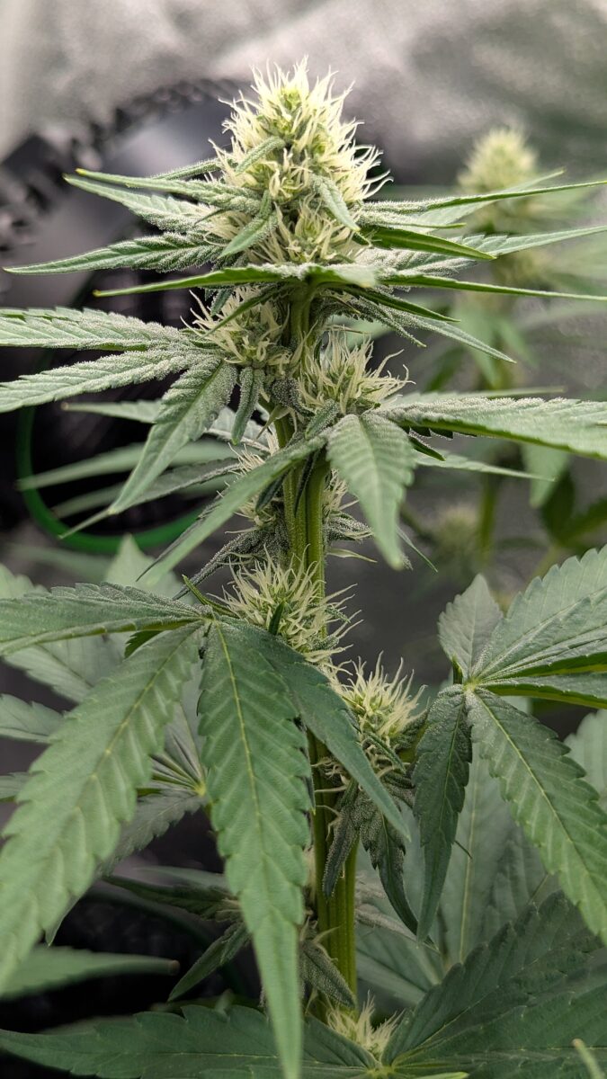 bbs-grow-diaries/week-537770-diary-528534-user-38149-6932246565f2a