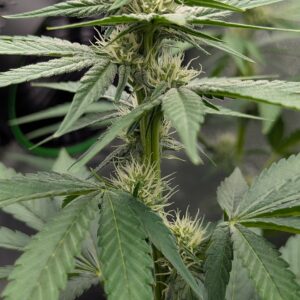 Flowering Week - 6 - Granddaddy Purple - 2