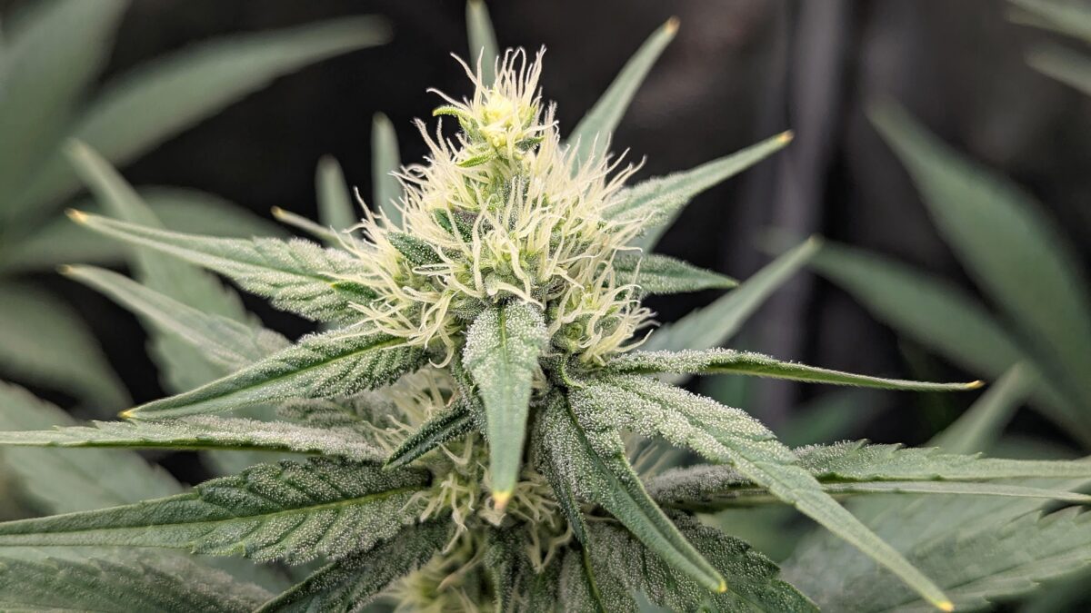 bbs-grow-diaries/week-537770-diary-528534-user-38149-693224674d13c