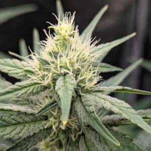 Flowering Week - 6 - Granddaddy Purple - 3