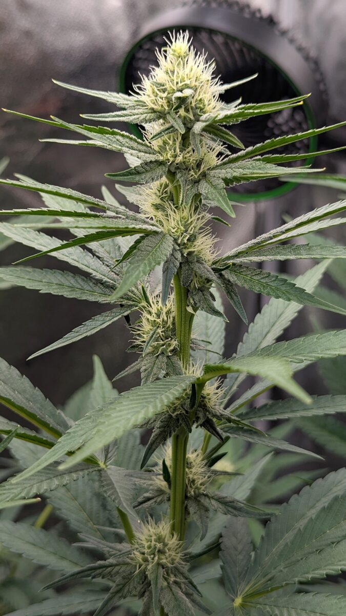 bbs-grow-diaries/week-537770-diary-528534-user-38149-69322469661bb