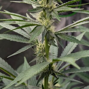 Flowering Week - 6 - Granddaddy Purple - 4