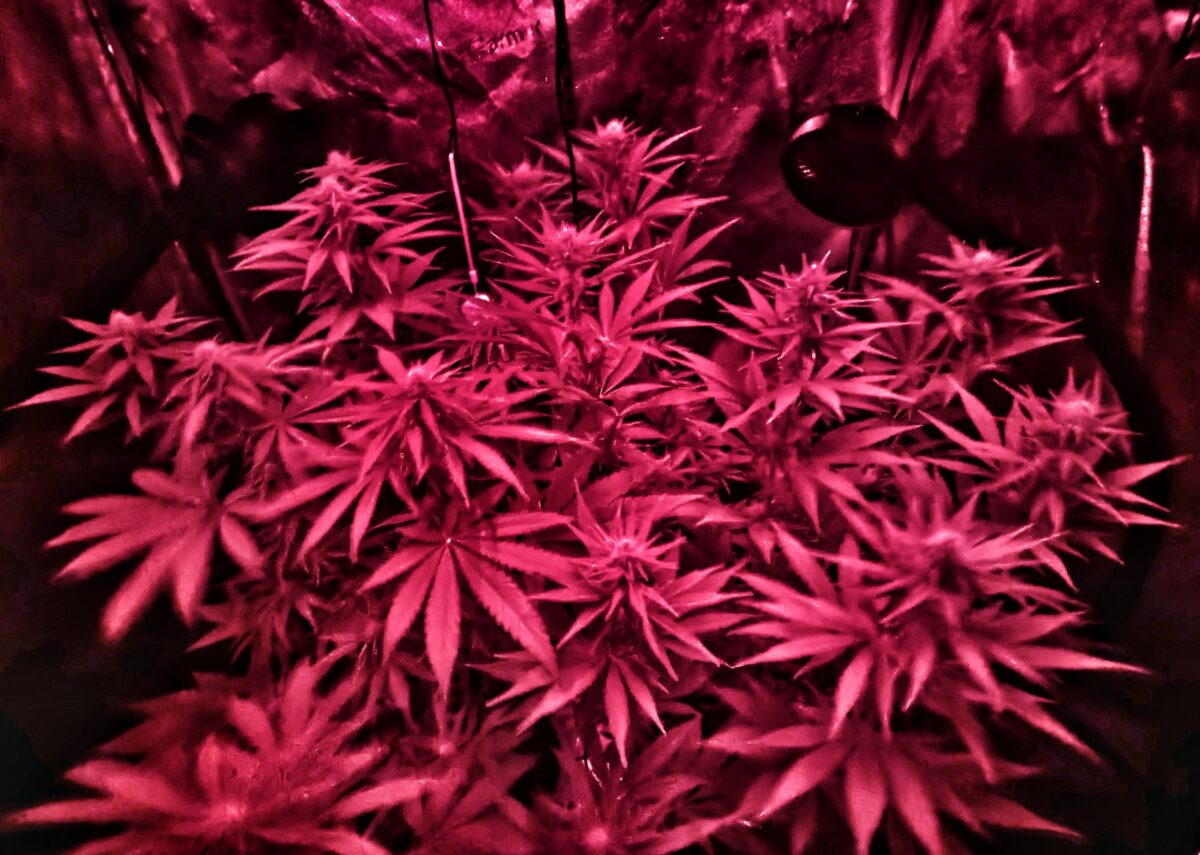 bbs-grow-diaries/week-537770-diary-528534-user-38149-6932246c4adeb