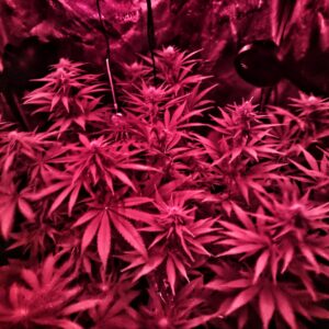 Flowering Week - 6 - Granddaddy Purple - 5