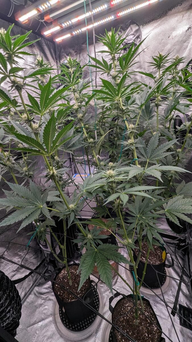 bbs-grow-diaries/week-537770-diary-528534-user-38149-6932246e635a6