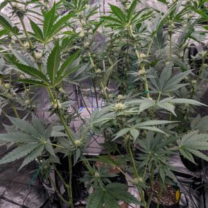 Flowering Week - 6 - Granddaddy Purple - 6