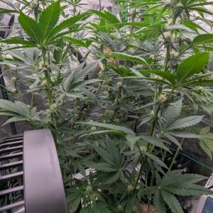 Flowering Week - 6 - Granddaddy Purple - 8