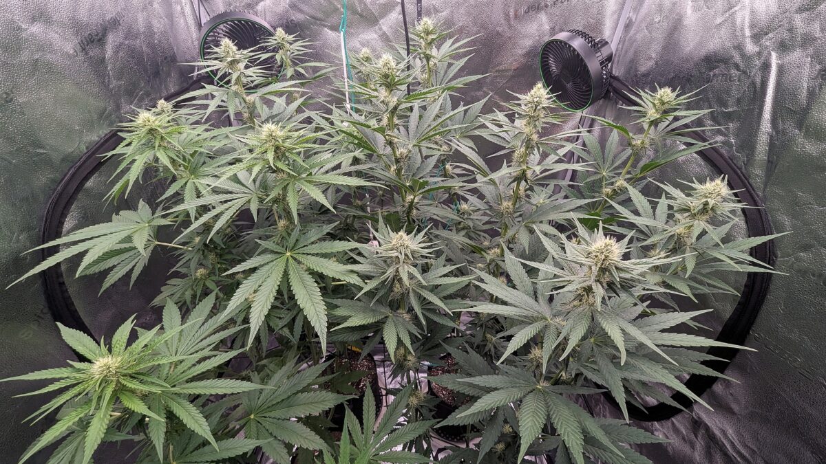 bbs-grow-diaries/week-537770-diary-528534-user-38149-69322474ba8d8