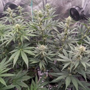 Flowering Week - 6 - Granddaddy Purple - 9