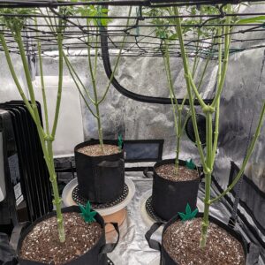 Granddaddy Purple - Flowering Week - 6