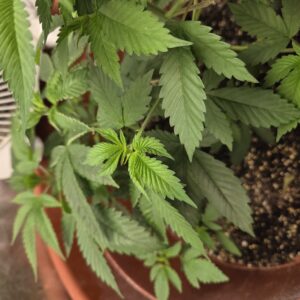 Vegetation Week - 5 - Fat Bastard - 1