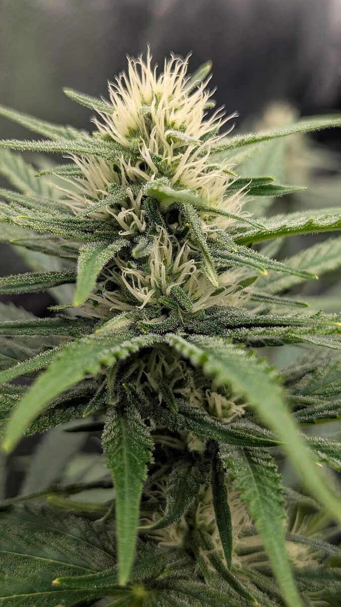 bbs-grow-diaries/week-538537-diary-528437-user-38149-6938cf4f6669b