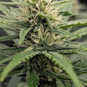 Flowering Week - 7 - God’s Gift - 1