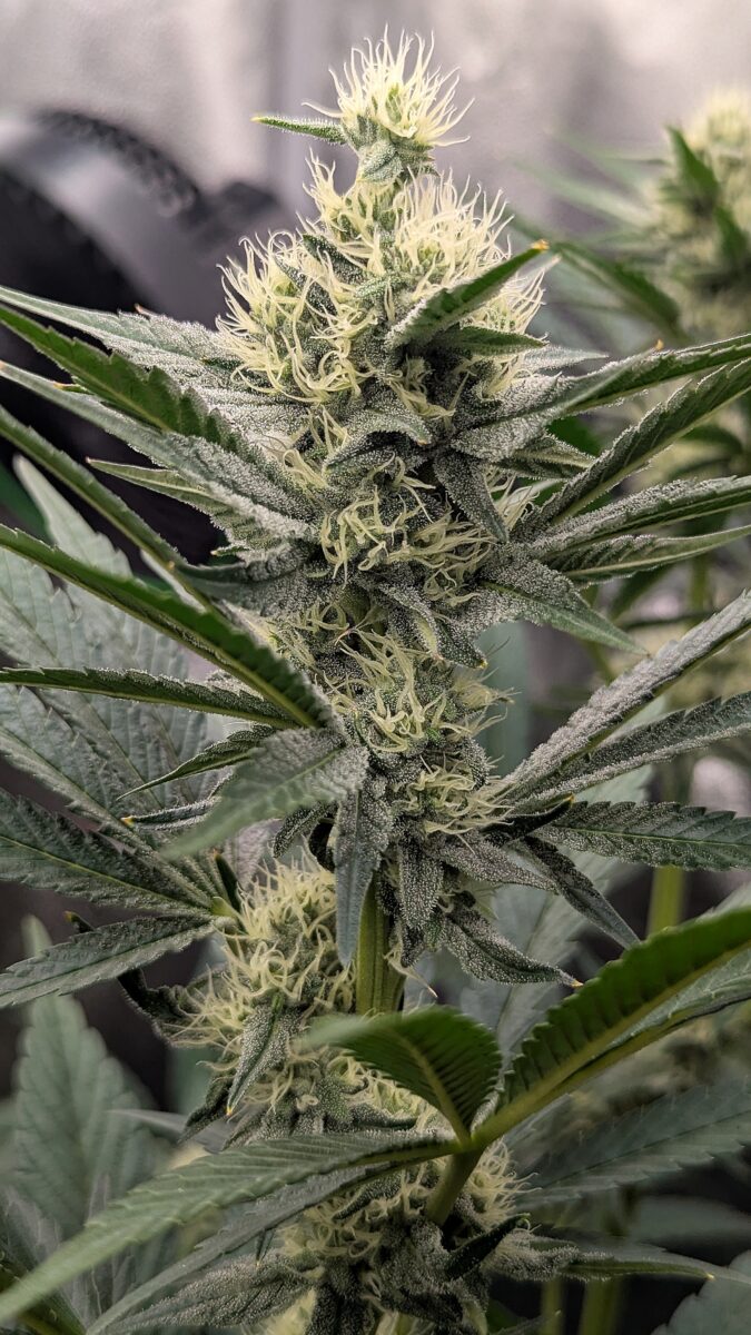 bbs-grow-diaries/week-538537-diary-528437-user-38149-6938cf518a111