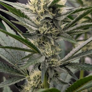 Flowering Week - 7 - God’s Gift - 2