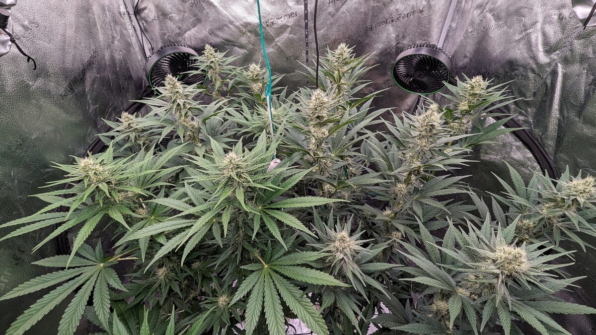 bbs-grow-diaries/week-538537-diary-528437-user-38149-6938cf557de27