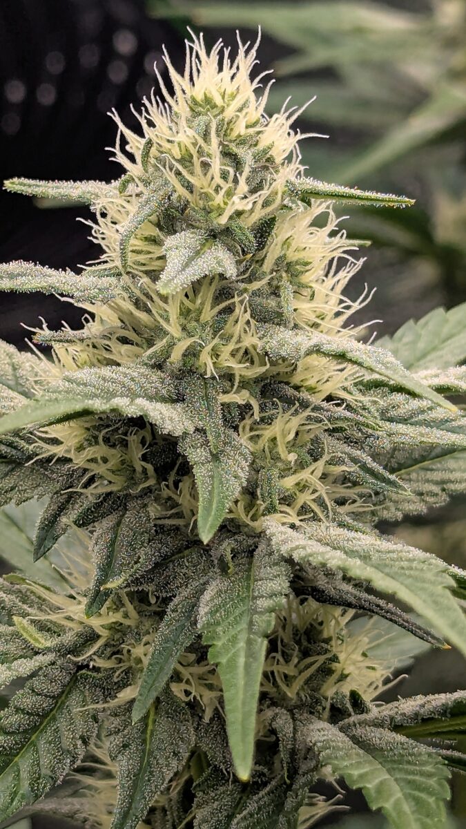 bbs-grow-diaries/week-538538-diary-528534-user-38149-6938d1e0b2eef