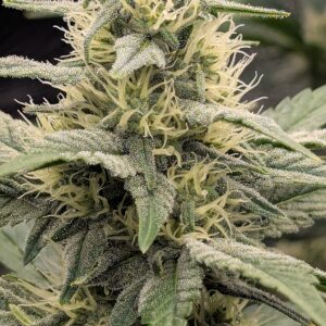 Flowering Week - 7 - Granddaddy Purple - 1