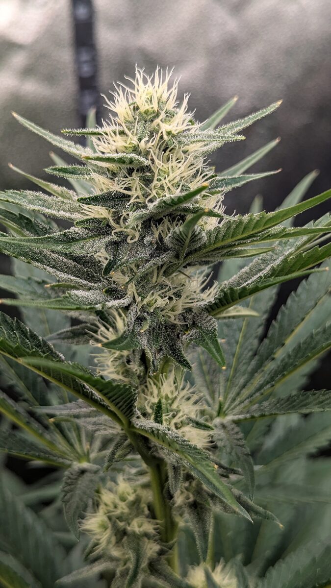 bbs-grow-diaries/week-538538-diary-528534-user-38149-6938d1e2a8df8